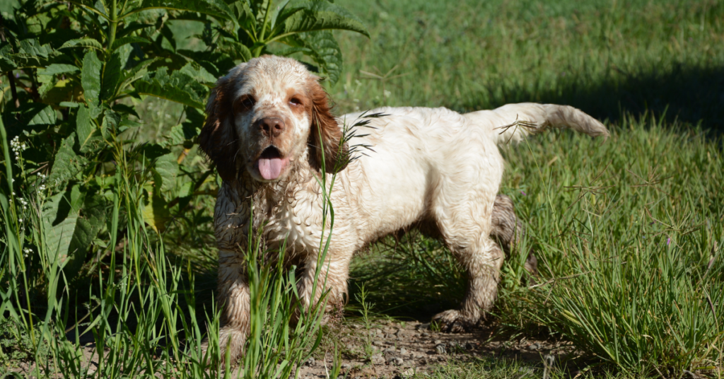 Clumber Spaniel Puppy