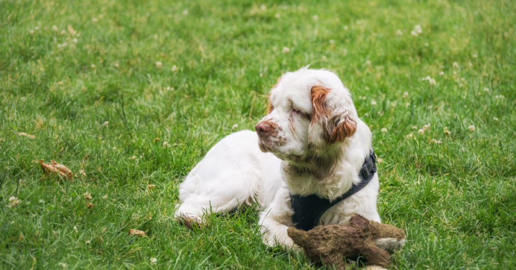Clumber Spaniel