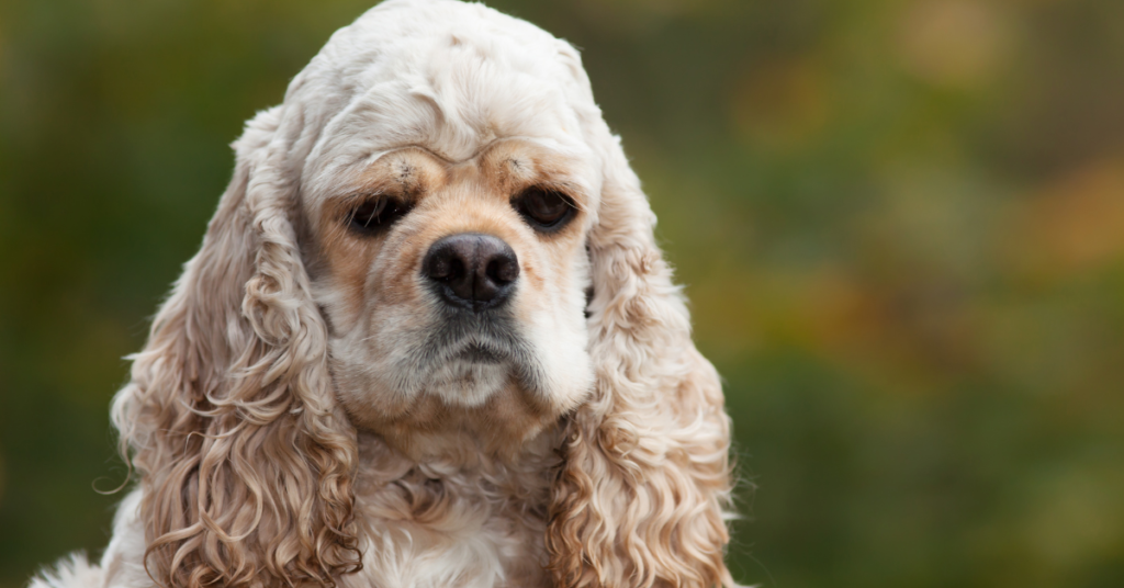 American Cocker Spaniel 