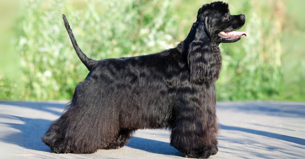 American Cocker Spaniel