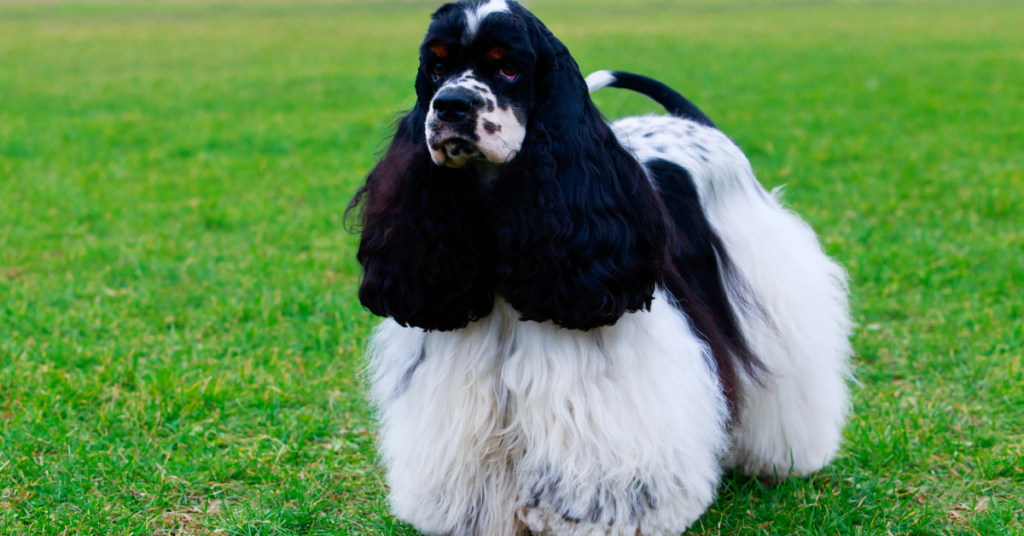 American Cocker Spaniel 