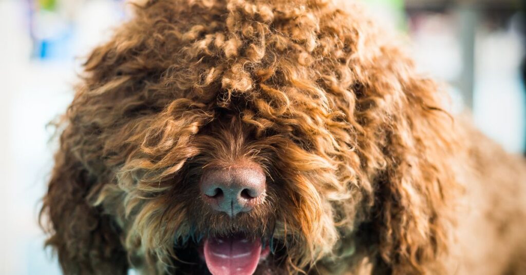 Barbet