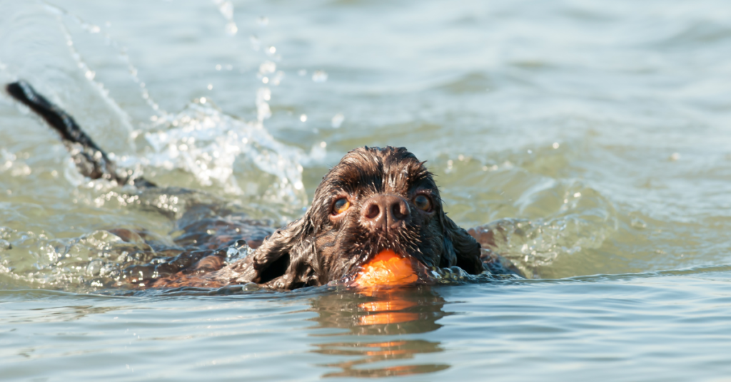 American Cocker Spaniel 