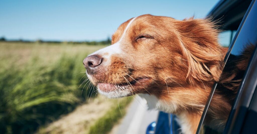 Dog riding in a car with it's head out the window, not a good idea. "Dog travel"