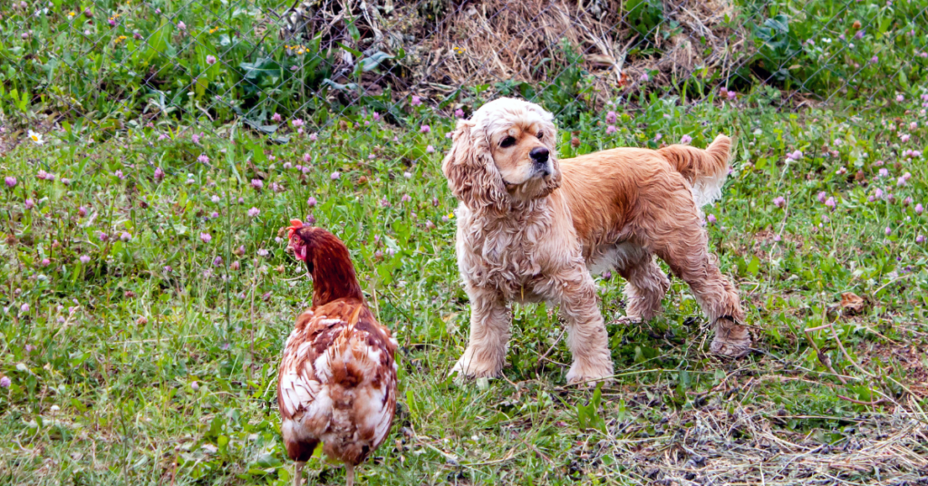 American Cocker Spaniel Puppy beside a chicken