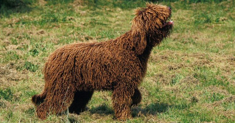 Barbet: The Friendly, Curly-Coated French Water Dog