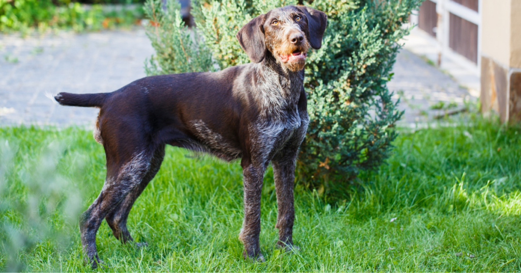 German Wirehaired Pointer