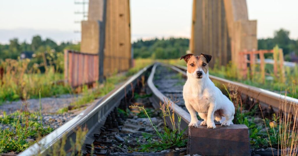 Russell Terrier sitting on a train track
