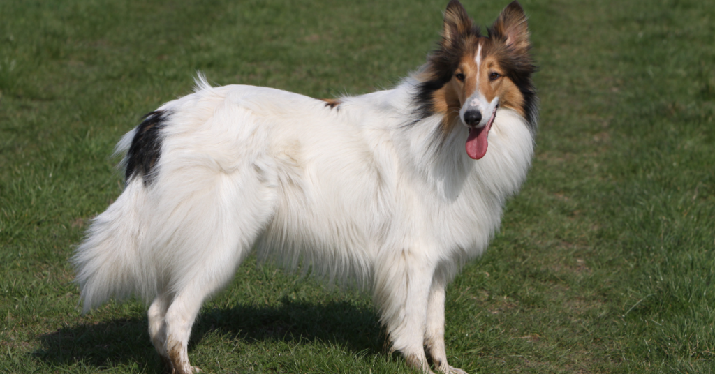 Collie
