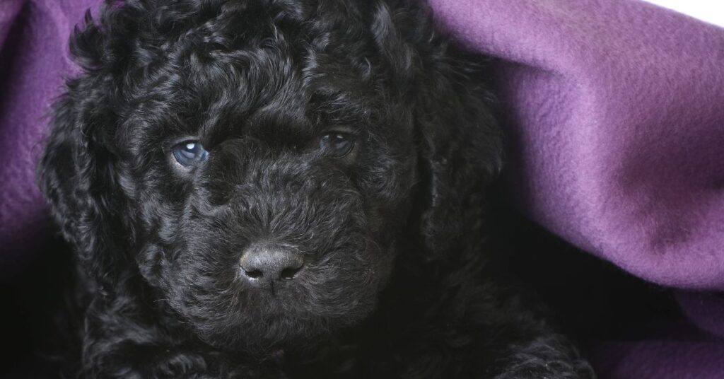 Barbet Puppy