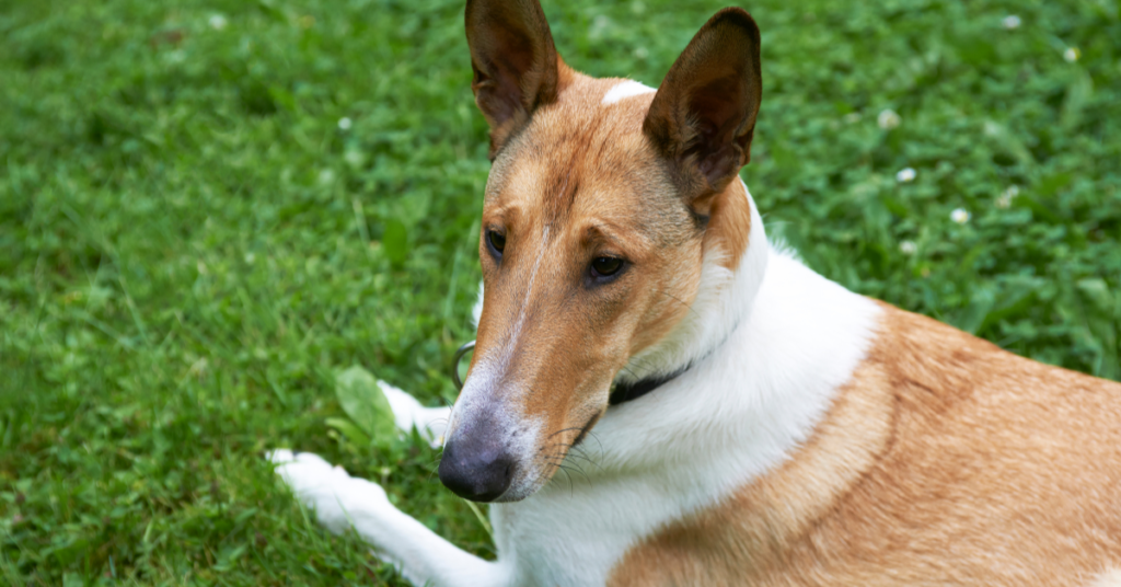 Smooth Collie