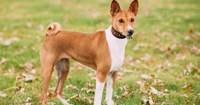 Basenji: Independent, intelligent, & interesting