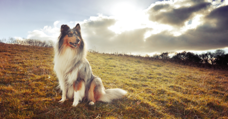 Collie: The Loyal and Graceful Herding Breed With a Heart of Gold