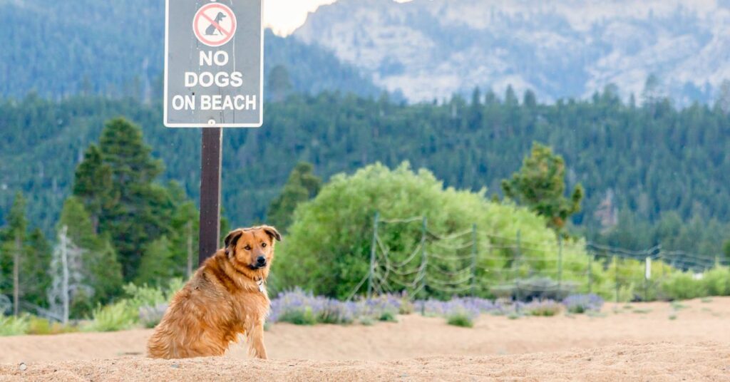 Dog on a beach by a no dogs on beach sign