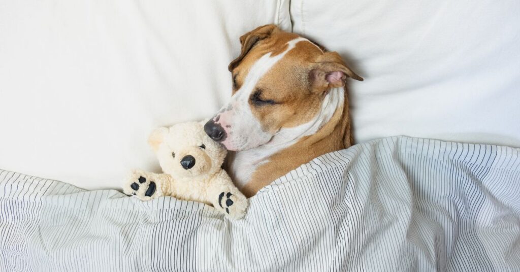 dog asleep in a bed with teddy bear
