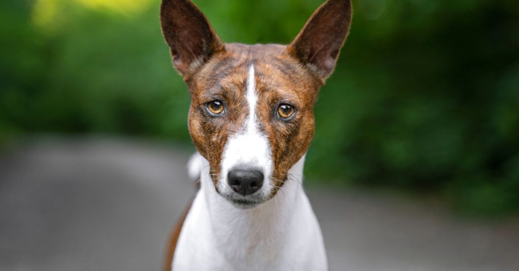 basenji