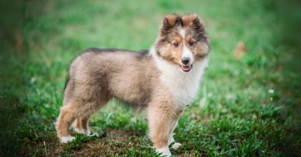 Collie Puppy