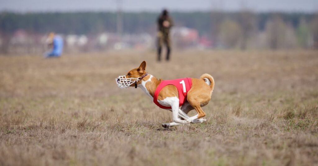 basenji
