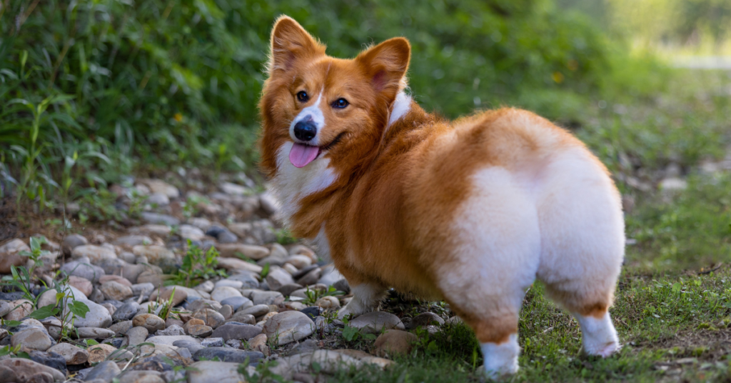 Pembroke Welsh Corgi