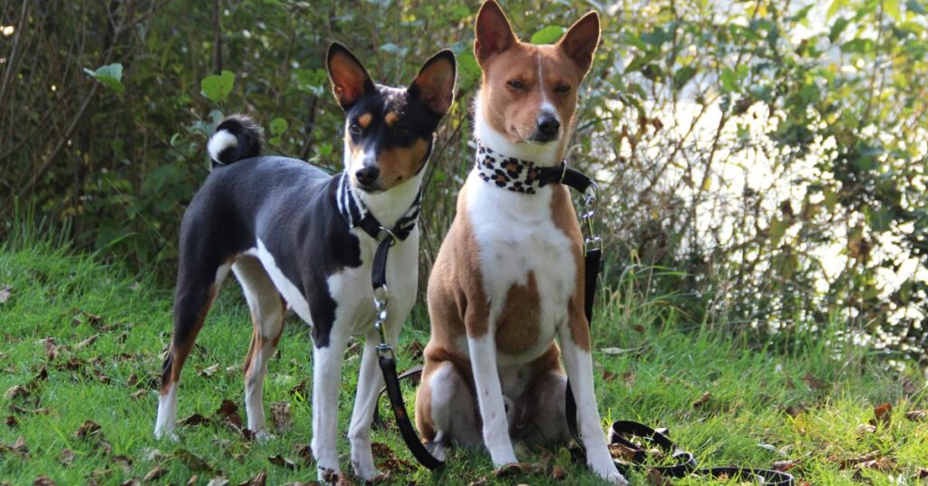 2 basenjis