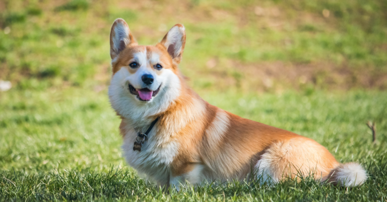 Corgi: The Adorable, Intelligent Herding Dog That Steals Hearts