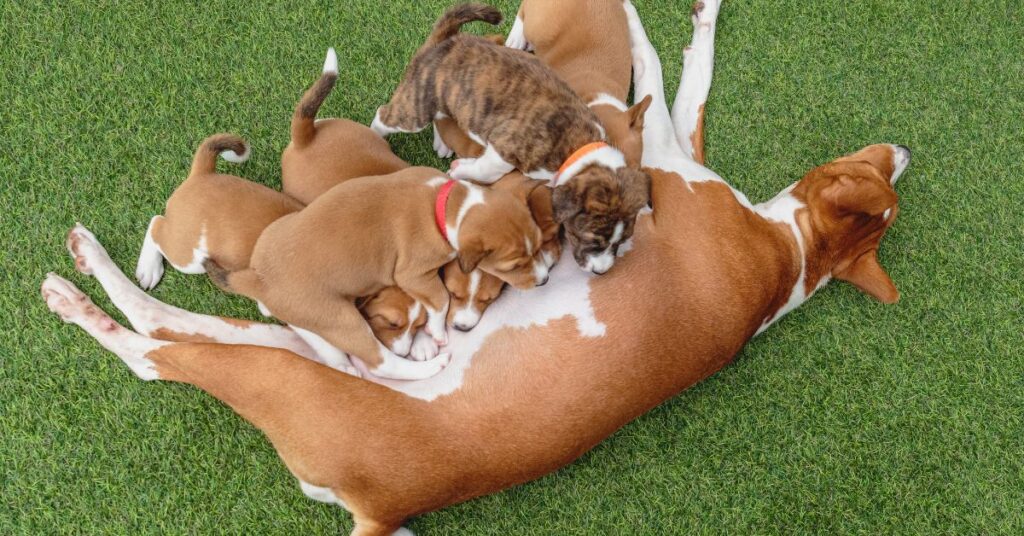 basenji mom and puppies