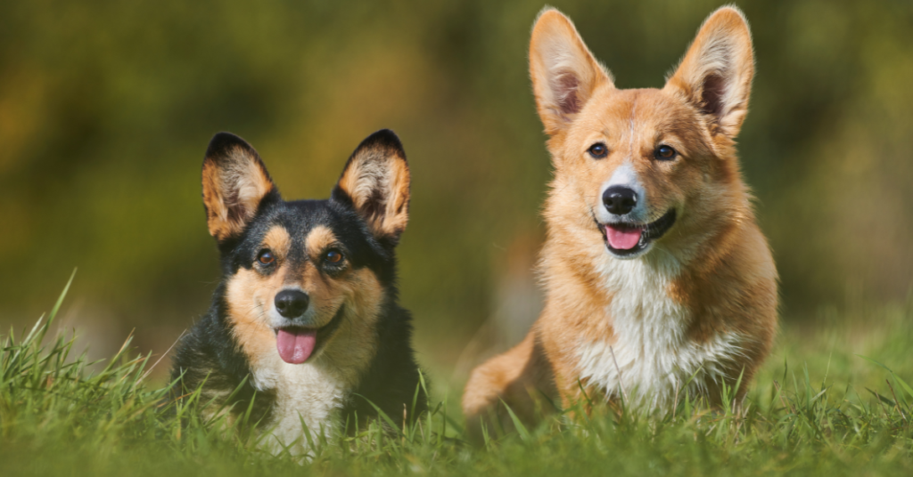 Cardigan Welsh Corgi and Pembroke Welsh Corgi