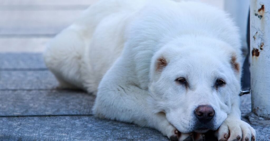 Central Asian Shepherd Dog
