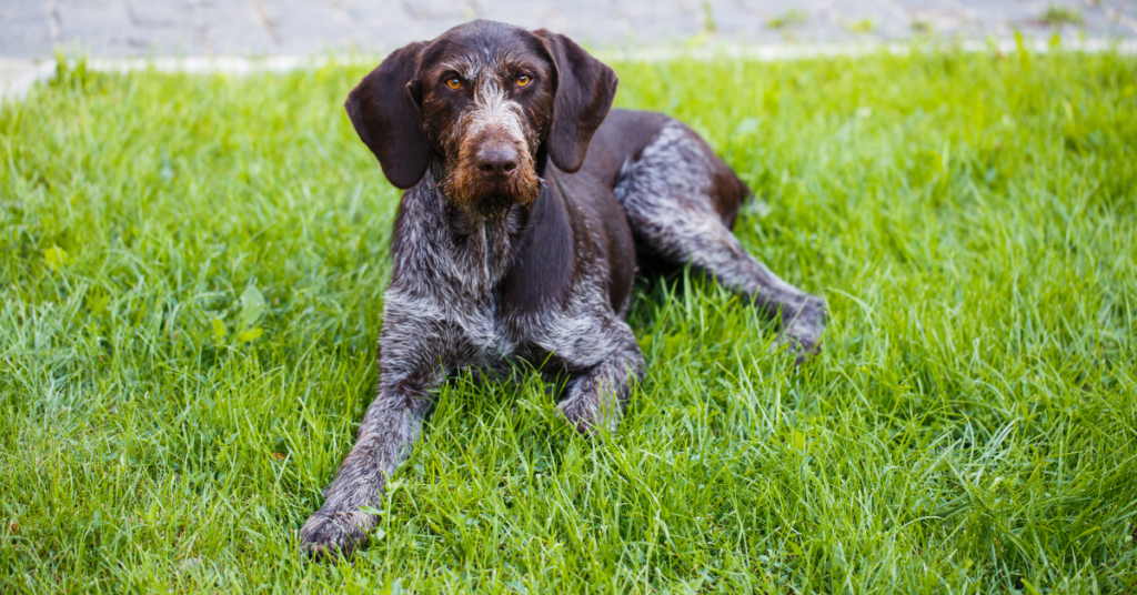 German Wirehaired Pointer