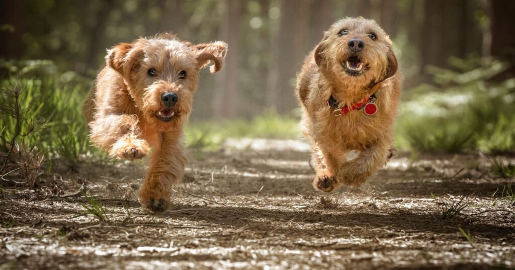 Basset Fauve de Bretagne