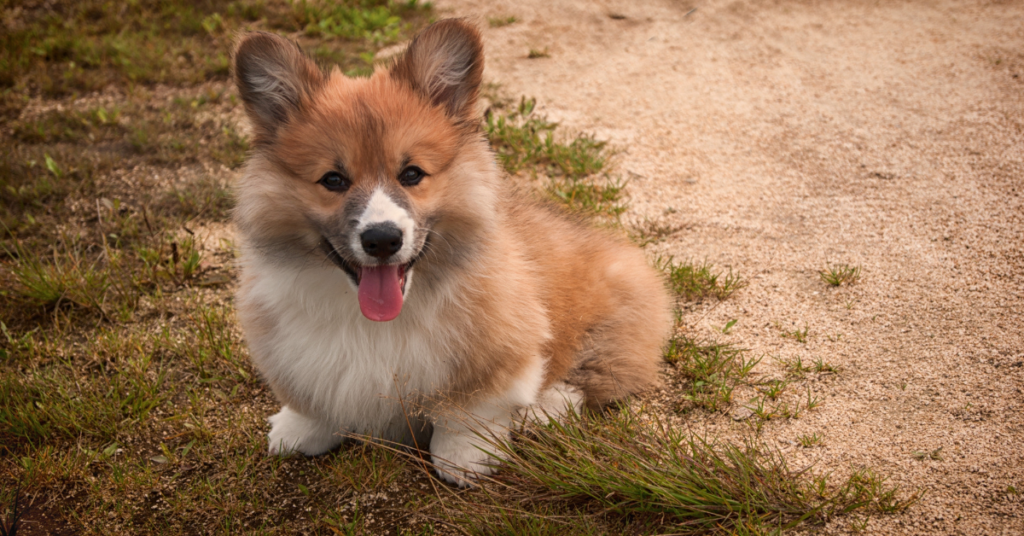 Pembroke Welsh Corgi Puppy