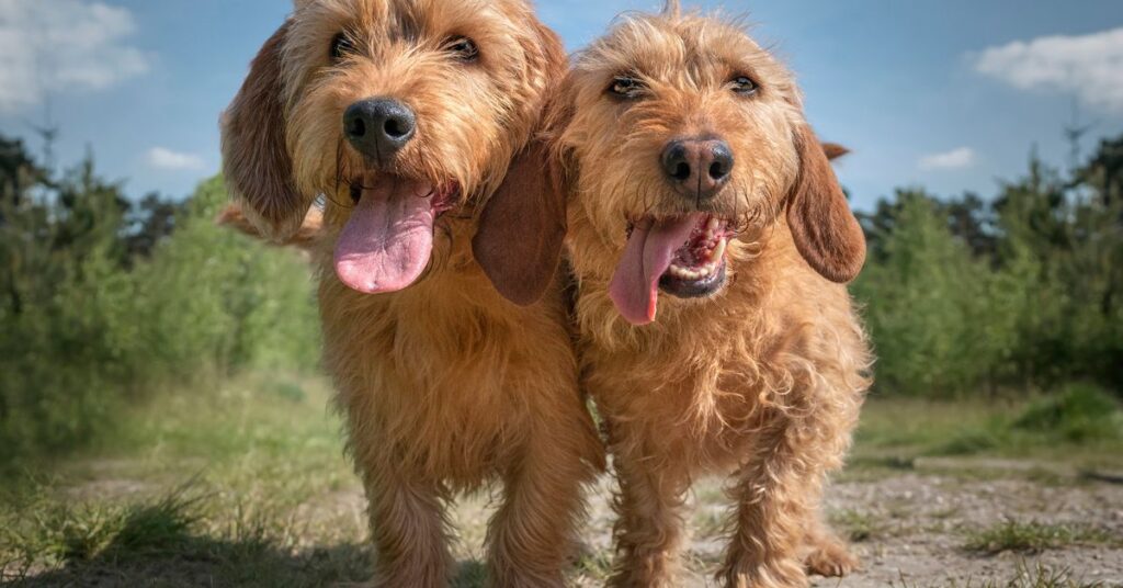 Basset Fauve de Bretagne
