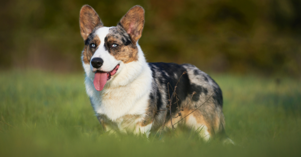 Cardigan Welsh Corgi