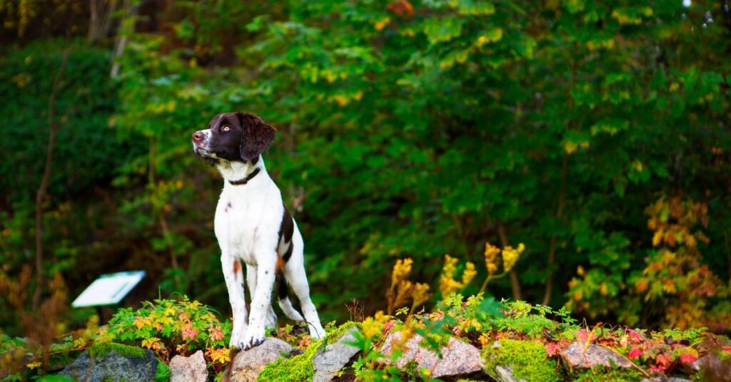 Drentsche Patrijshond