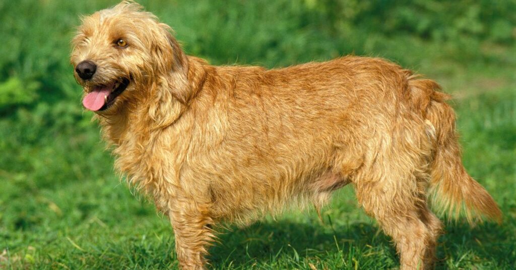 Basset Fauve de Bretagne