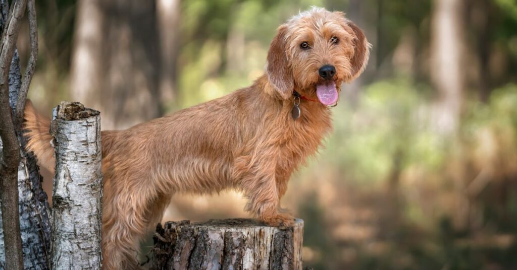 Basset Fauve de Bretagne