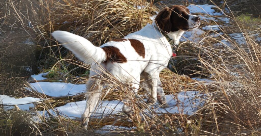 Drentsche Patrijshond