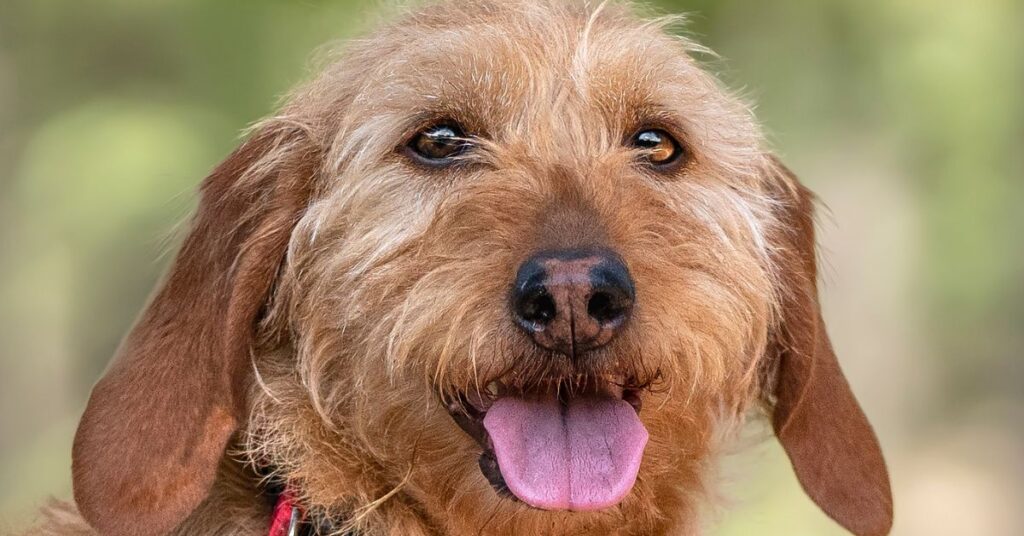 Basset Fauve de Bretagne