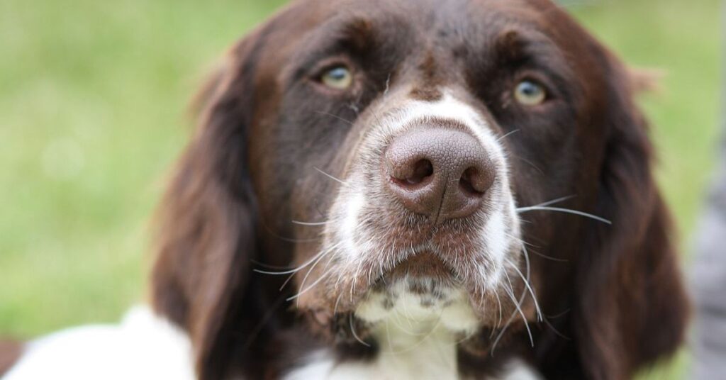 Drentsche Patrijshond