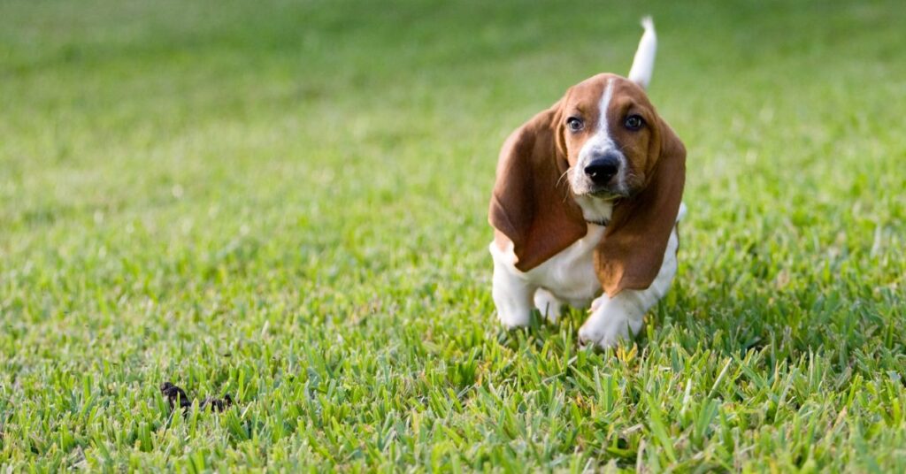 Basset Hound Puppy