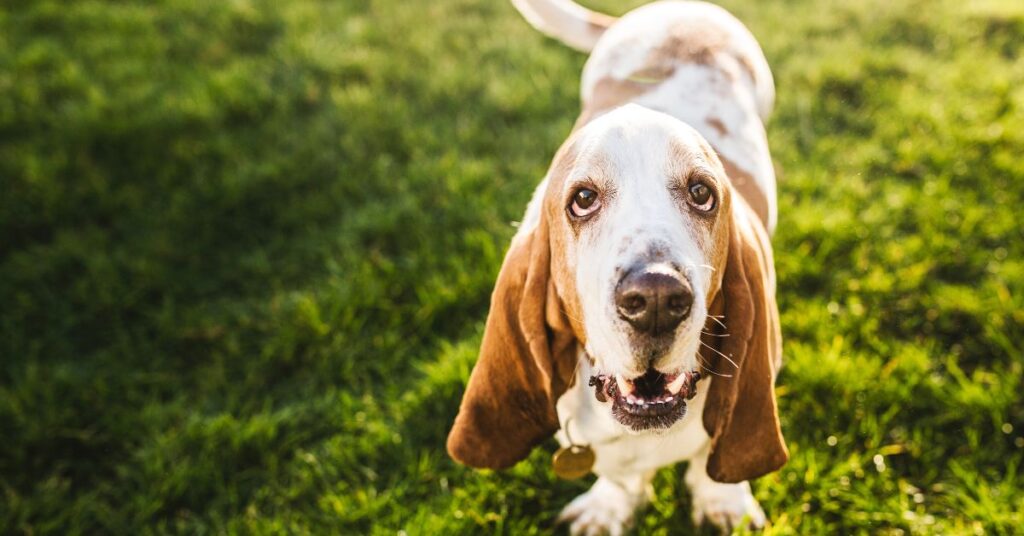 Basset Hound