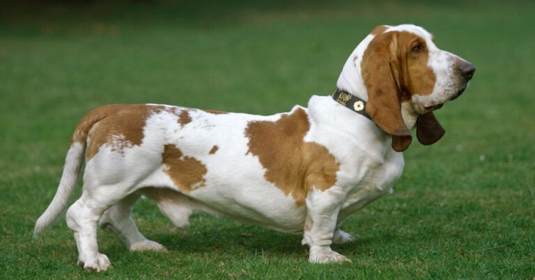 Basset Hound: The Laid-Back, Long-Eared Family Favorite