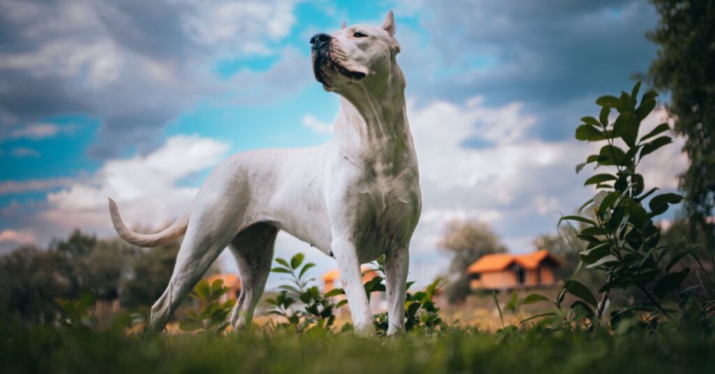 Dogo Argentino