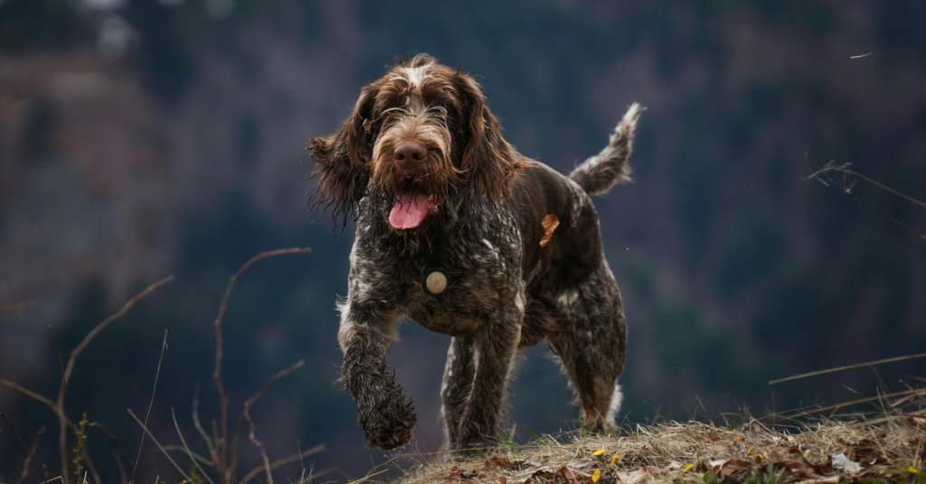German Wirehaired Pointer