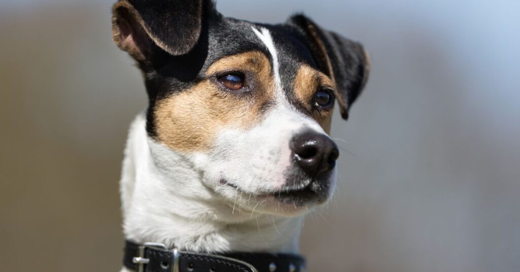 Danish-Swedish Farmdog