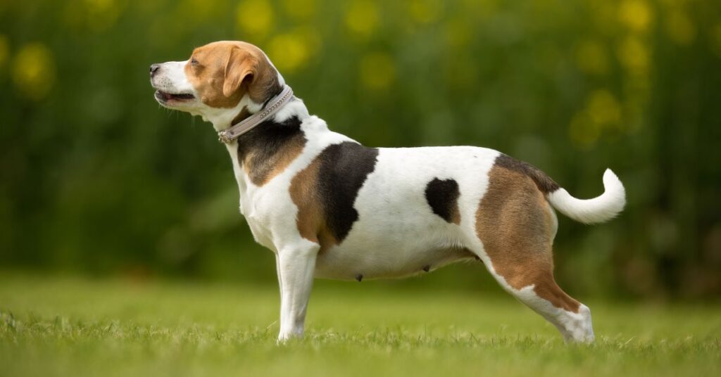 Danish-Swedish Farmdog