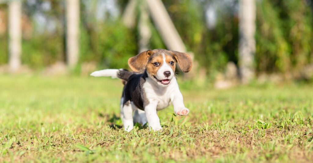 Beagle Puppy