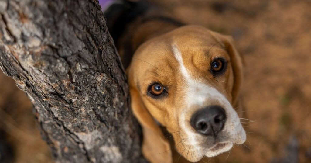 Beagle