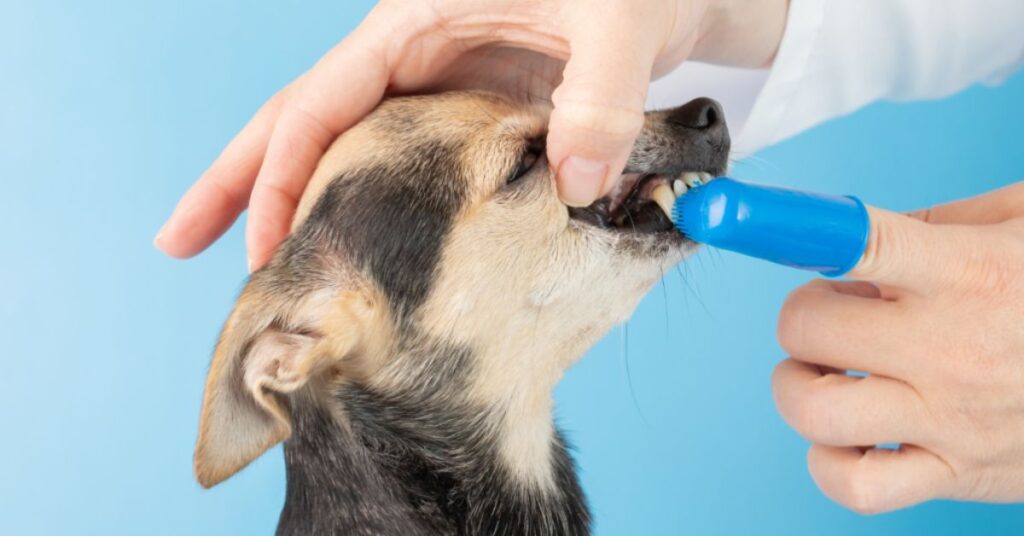 Puppy getting teeth cleaned with finger toothbrush
