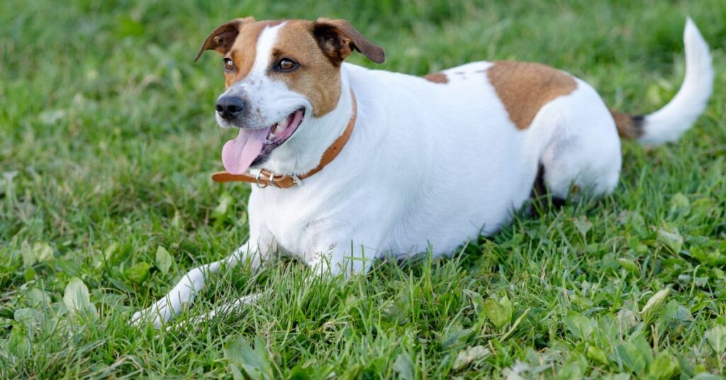 Danish-Swedish Farmdog